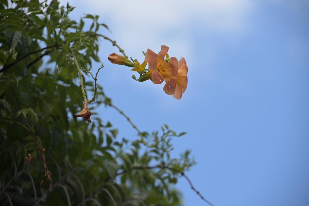 残り花を見上げて