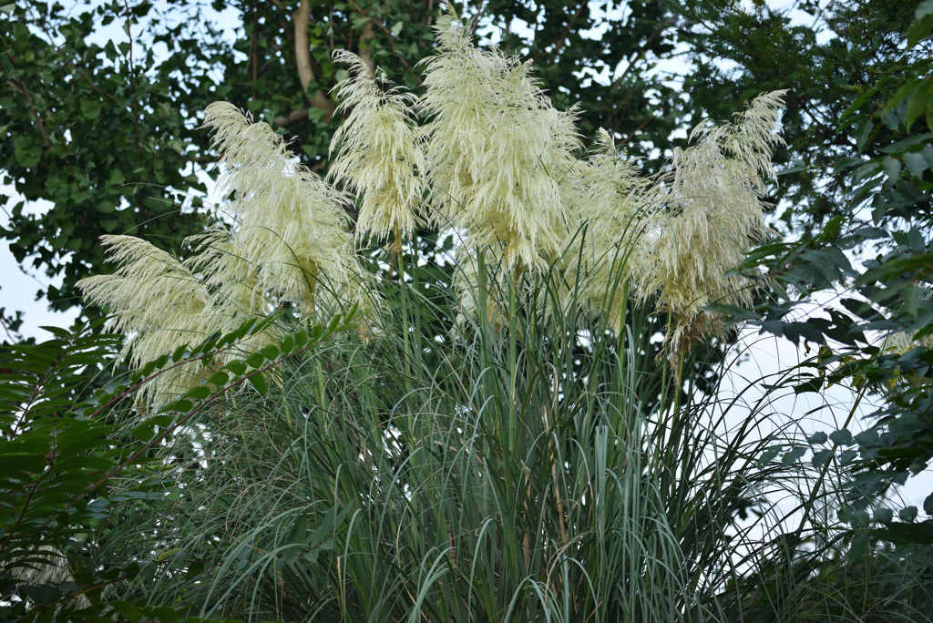 パンパスグラス