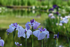 池の花