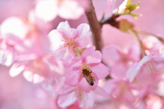 桜色の中