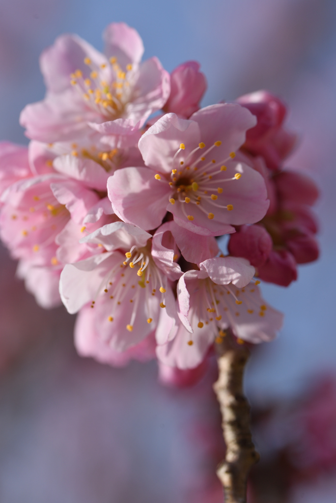 桜花束