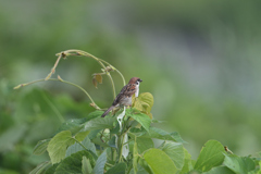 雑草の森