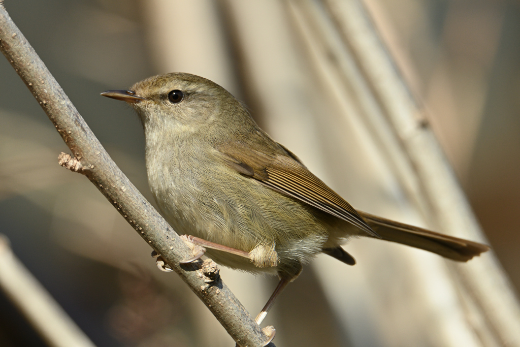 春告鳥 By Yuka4 Id 写真共有サイト Photohito