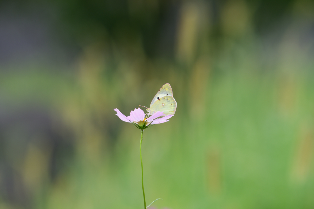 紋黄蝶と秋桜