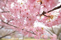 河津桜 ②