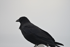 黒い鳥-2