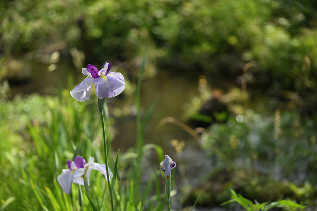花菖蒲