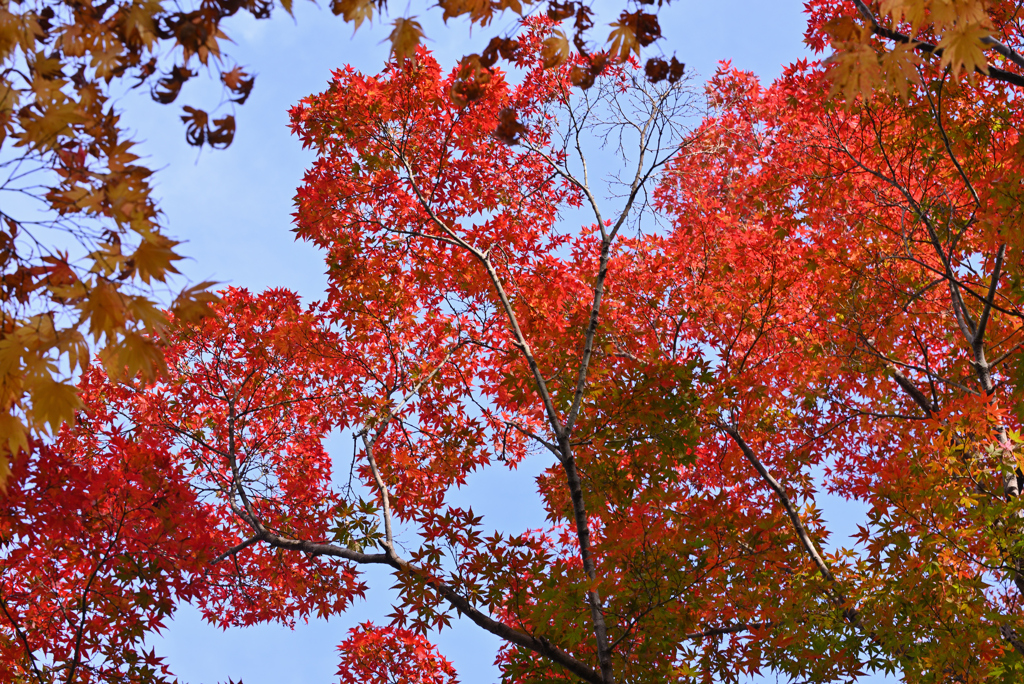 青空紅葉