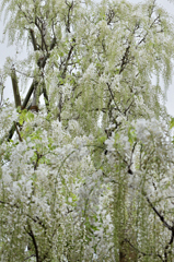 雪を思わせます