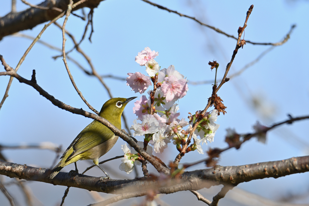 やっぱり花が好き-2