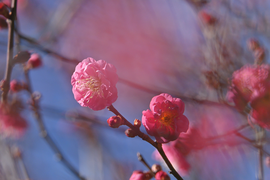 春の風