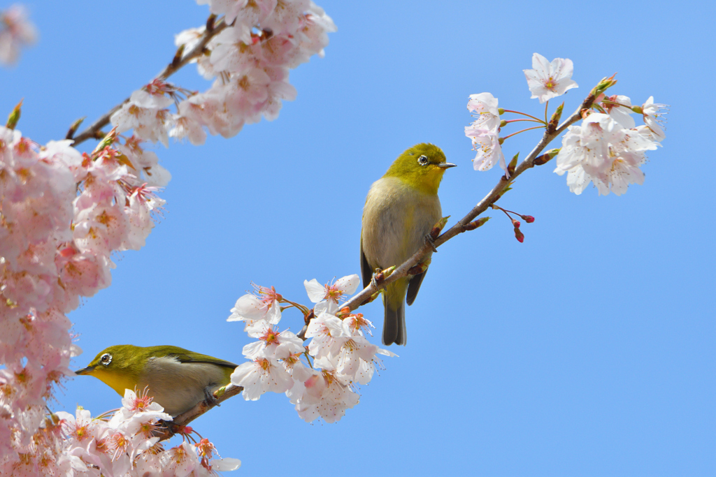 桜ジロー