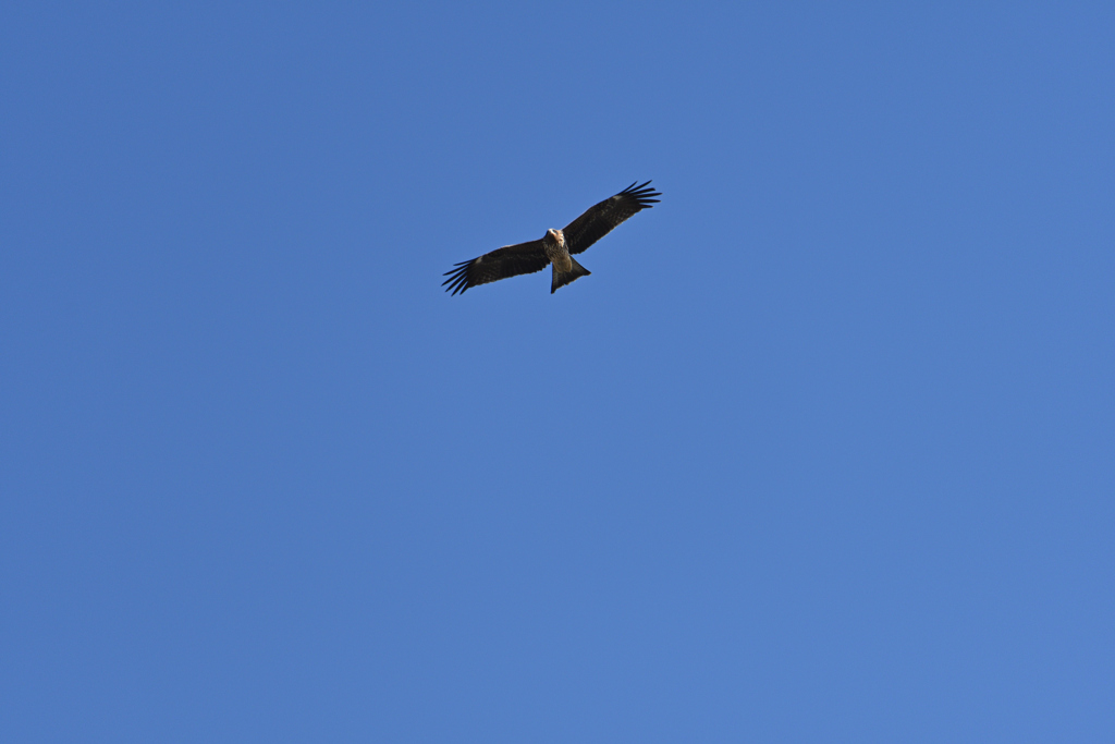 鳶