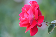 秋薔薇のトーン