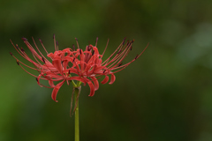 お彼岸の花-1