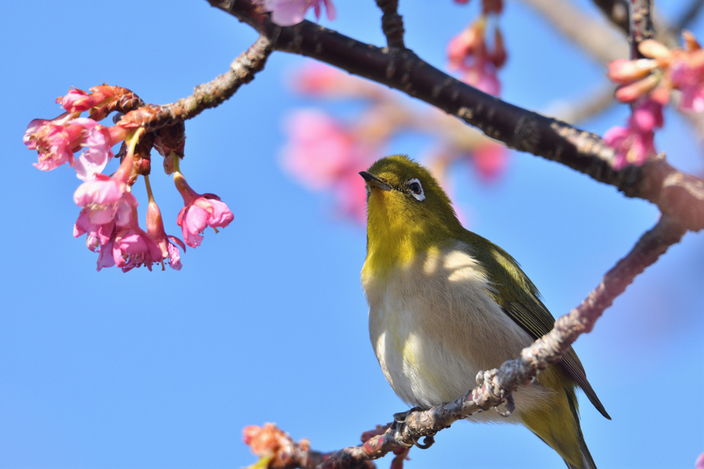 桜と目白