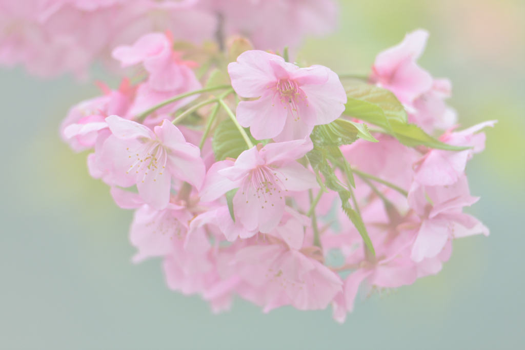 ハイな気分で河津桜