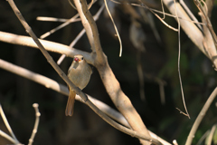 赤い実を食べた