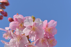 河津桜