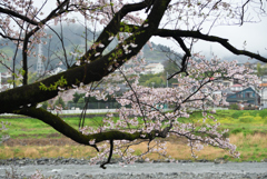 桜が見る風景