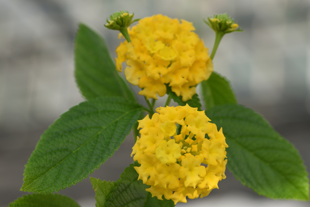 温室の新芽撮り