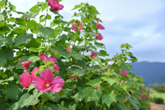 芙蓉