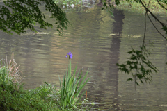 池に残る花