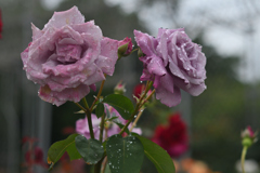 Purple Rain