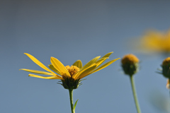 菊芋