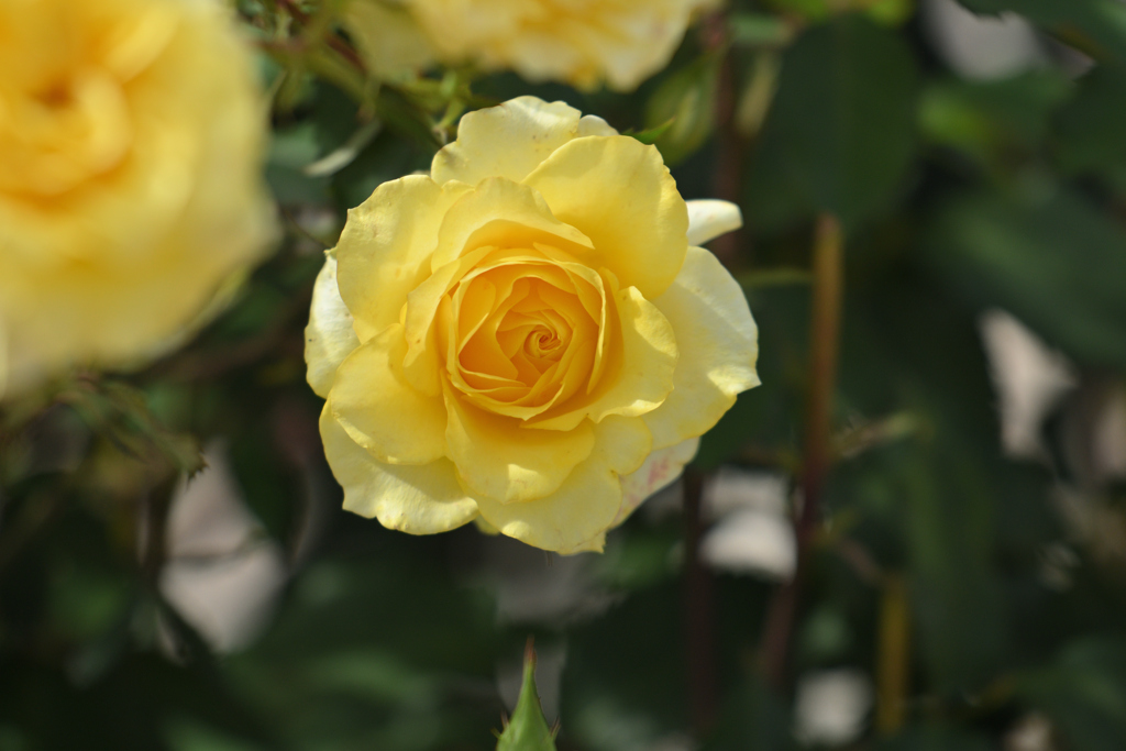 黄色い薔薇