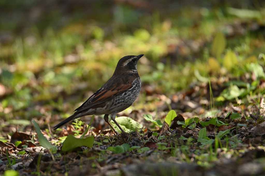 日陰でも目は輝く