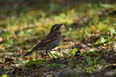 日陰でも目は輝く