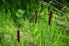 野草でもね ⑭ 蒲の穂