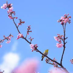 桜小学校⑧