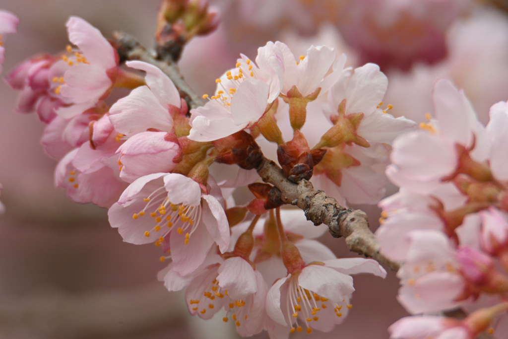 春めき桜