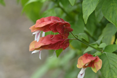 小海老草