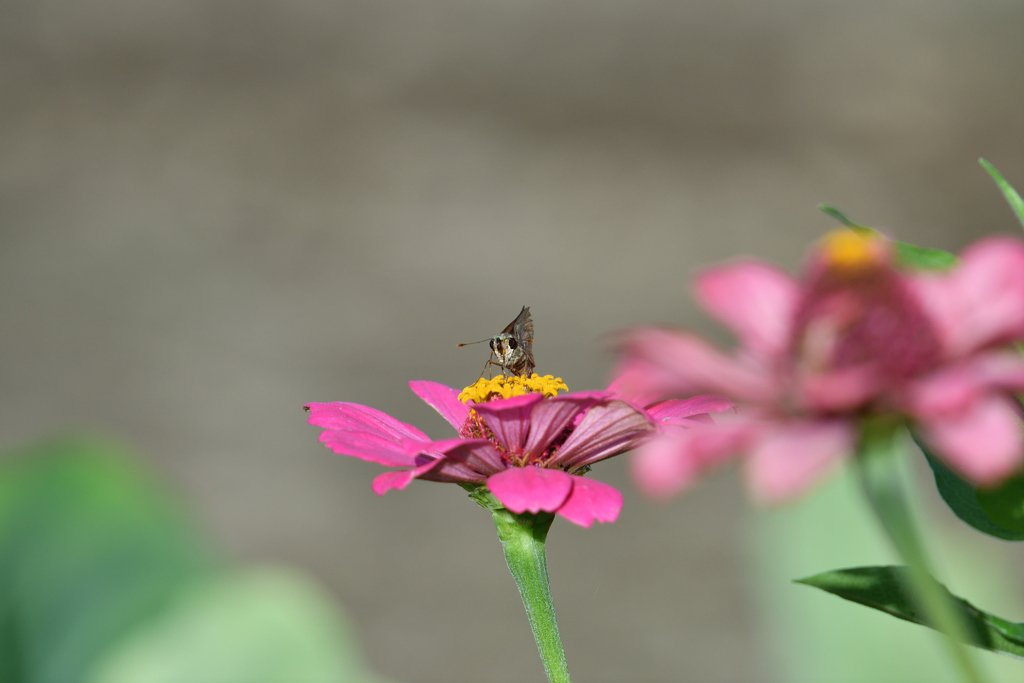 ワシの花じゃ