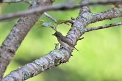 笑っちゃいます