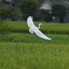 大鷺