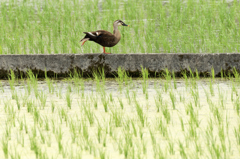 鴨にも舐められた