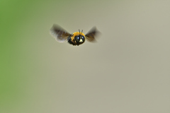 Flying carpenter bee from the front