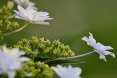 散歩の紫陽花