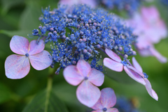 額紫陽花-2