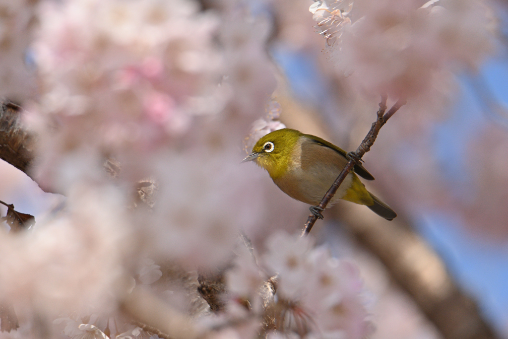 春ぼけ