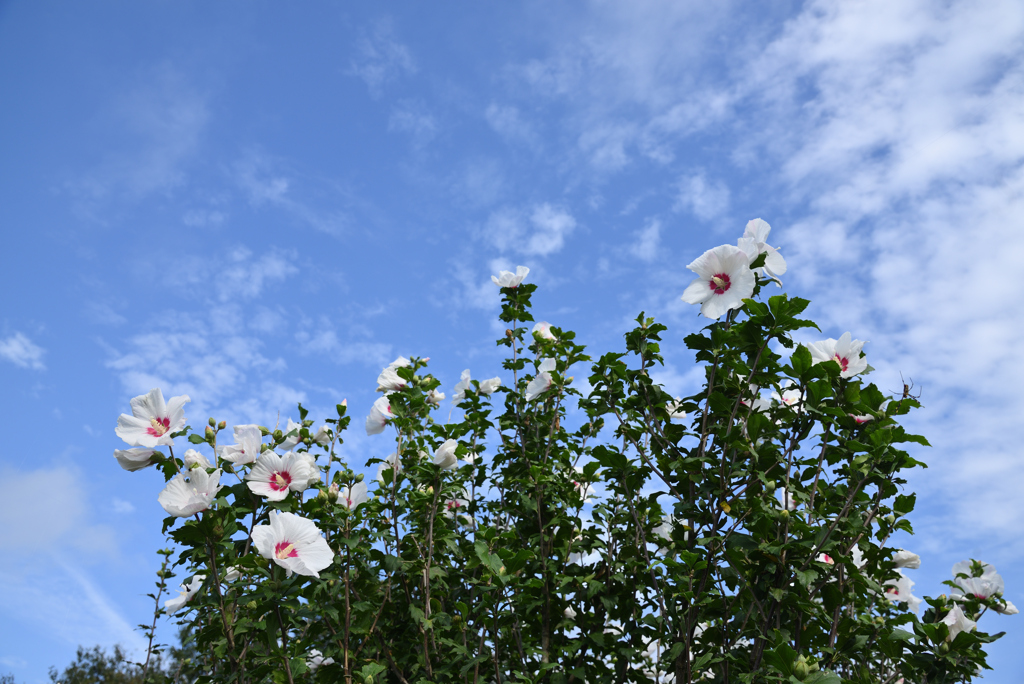空は高く-1