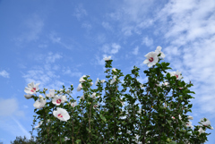 空は高く-1