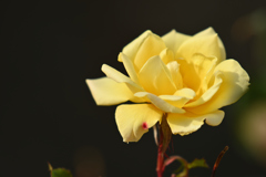 春まで待てない