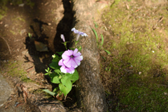 足元の花
