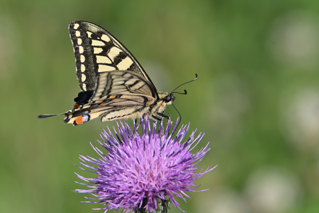 どんな蜜味ですか