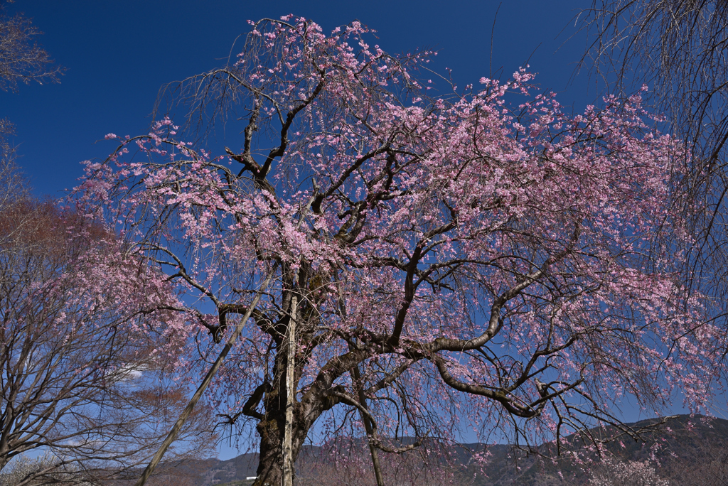 枝垂桜